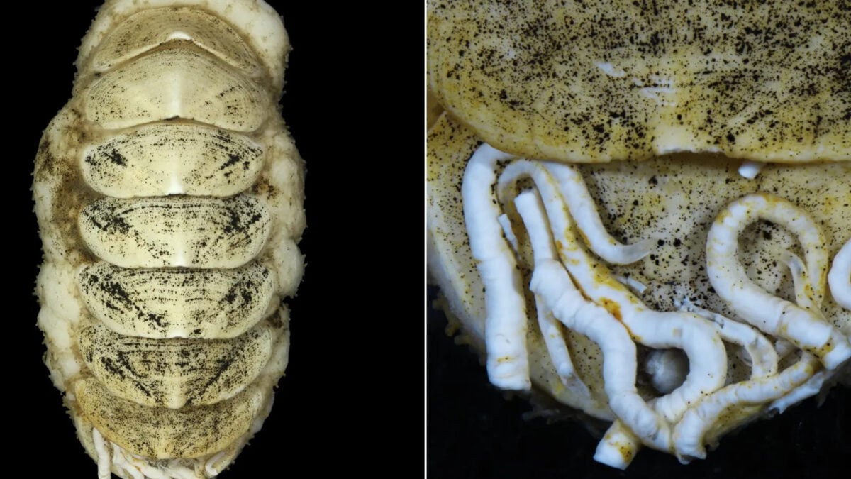 New Deep-Sea Mollusk Has an Iron Tongue and Hitchhiking Worms That Eat Its Poo