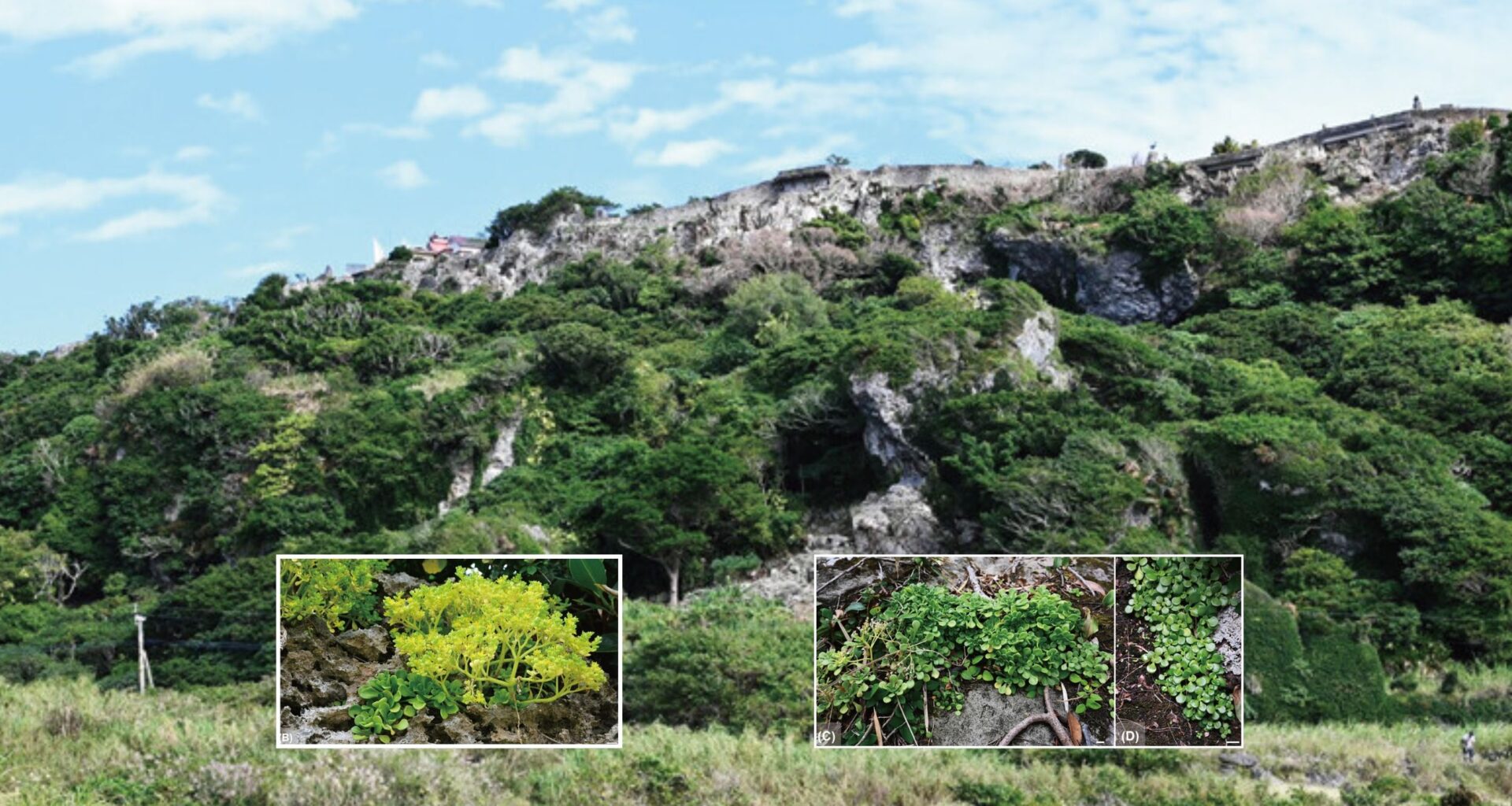Plant discovered in Japan is a succulent with mutant flowers