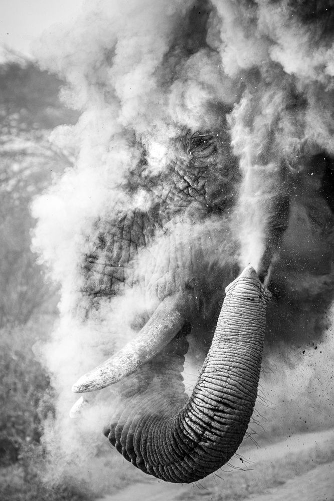 An elephants sprays dust around it, creating a dramatic effect in a black-and-white photograph. Its trunk is raised, capturing the moment