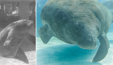 oldest-manatee-romeo-past-and-present