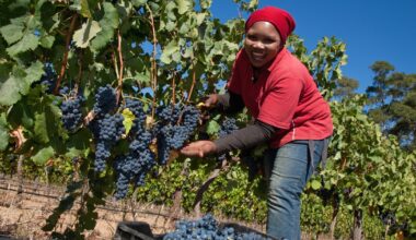 South Africa’s farm exports hit $15.1bn record as US shipments slump