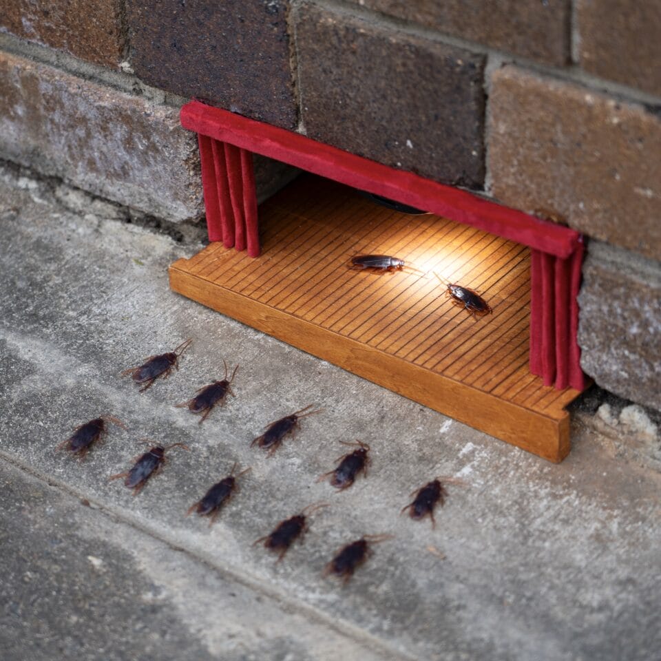 A miniature installation by Michael Pederson of a gap in the base of a brick wall into which he has installed a small stage set, where cockroaches perform in front of an audience of more cockroaches