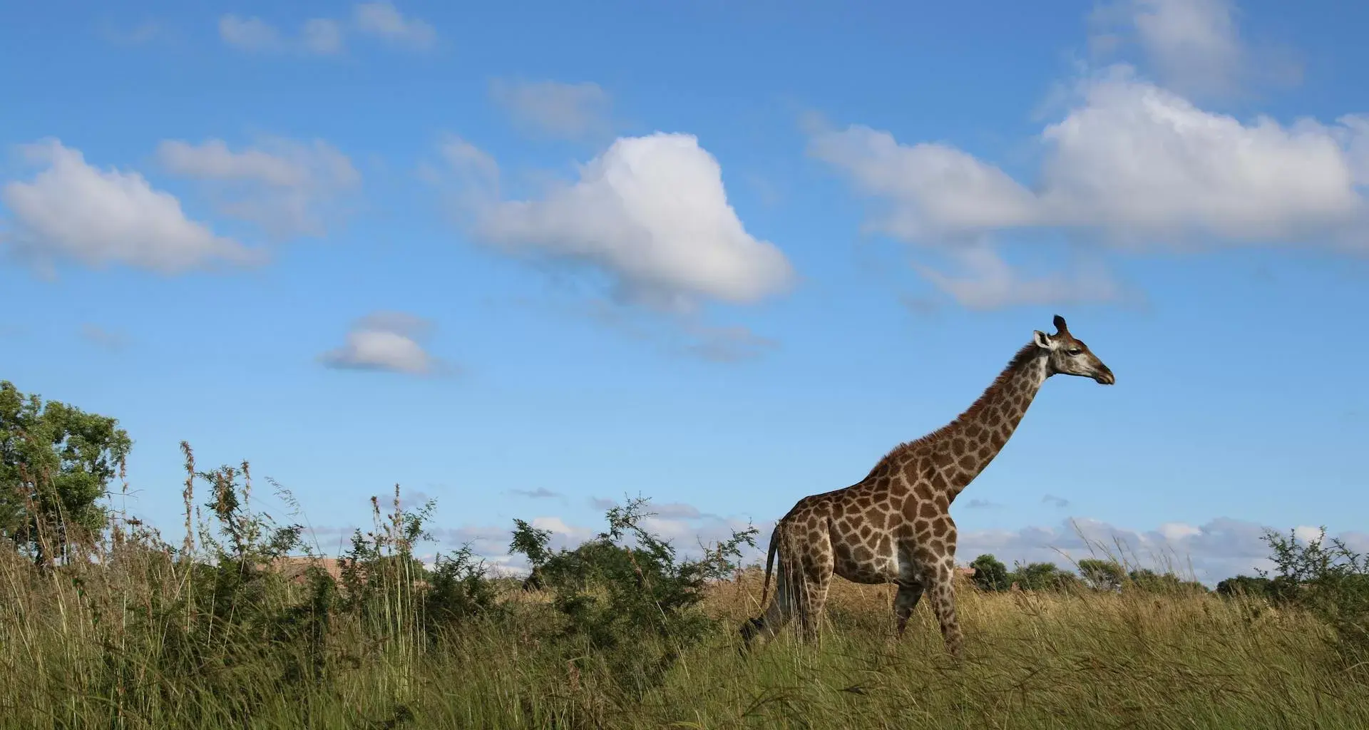 Safari moments that happen away from the game vehicle