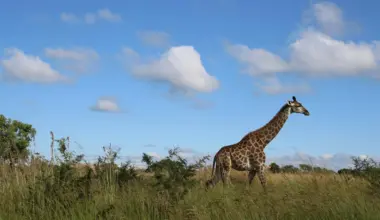 Safari moments that happen away from the game vehicle