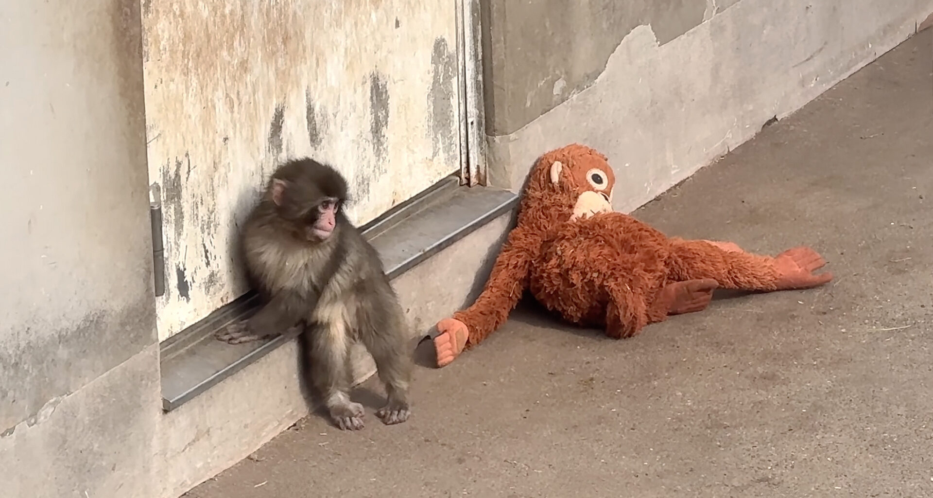 Abandoned Baby Monkey Punch Making New Friends at Chiba Zoo