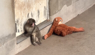 Abandoned Baby Monkey Punch Making New Friends at Chiba Zoo
