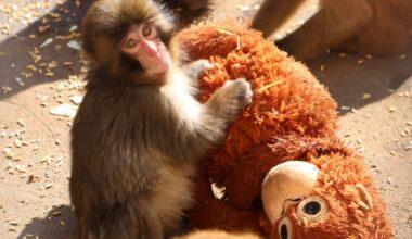 Punch The Sad Monkey Is Capturing Hearts Worldwide