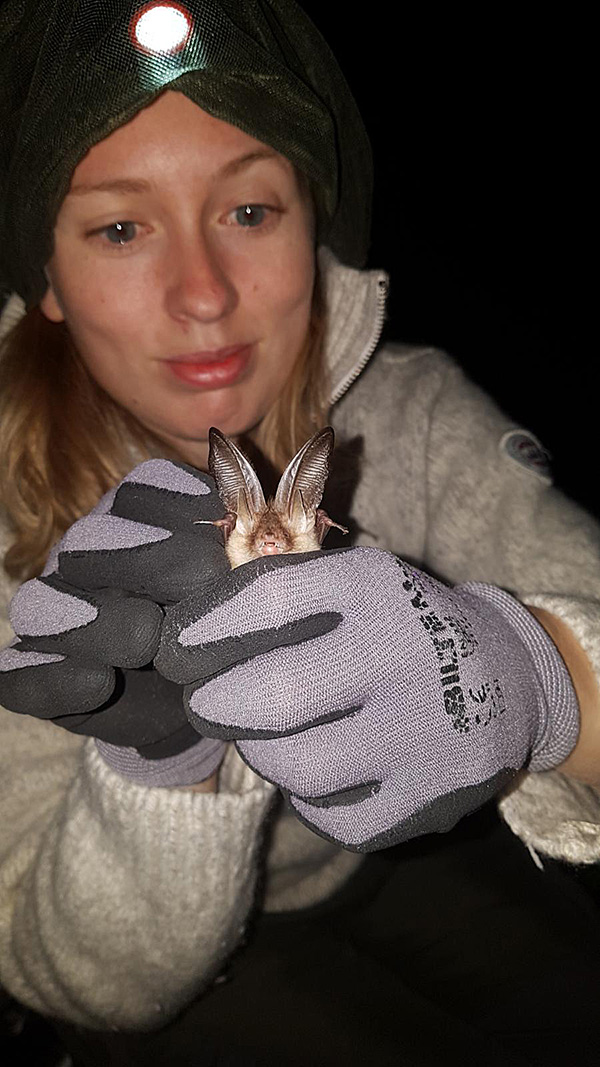 A woman wearing a white sweater is holding a. long-eared bat in her gloved hands at night.