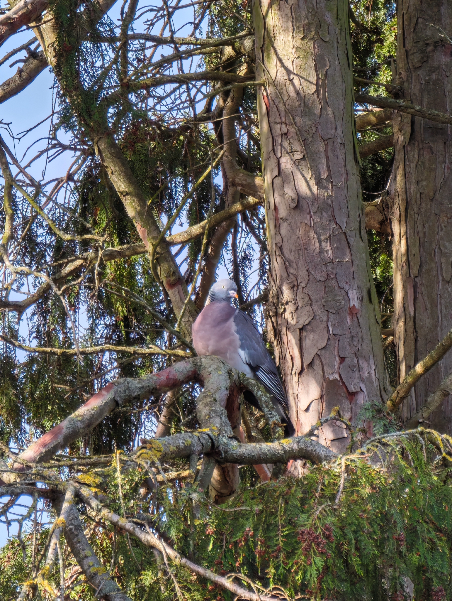 A photo taken on a Leica Leitzphone 200MP smartphone camera