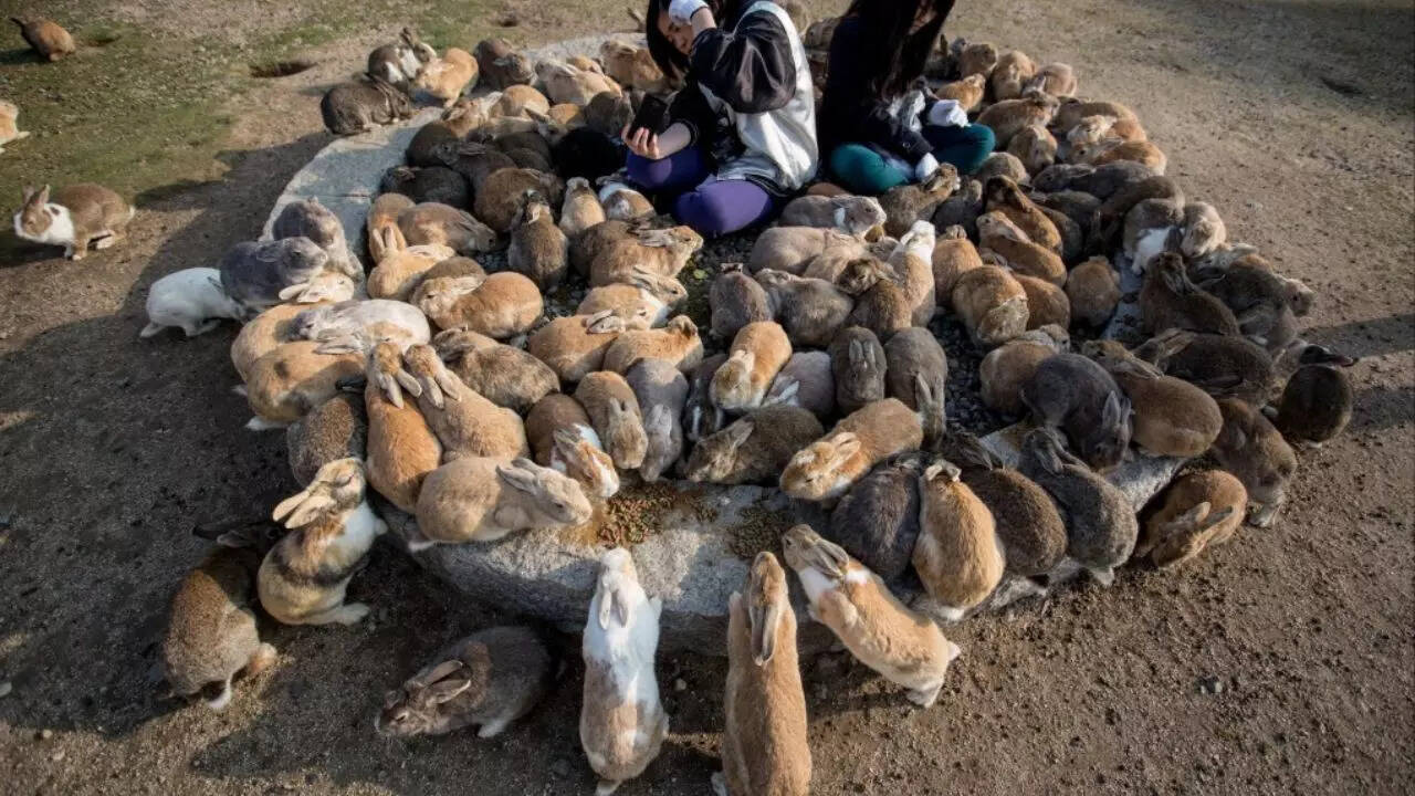 Rabbit Island