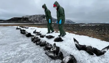 H5N1 bird flu kills more than 50 skuas in first Antarctica wildlife die off