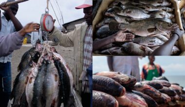 Uganda’s aquaculture sector targets over $600m in exports as EU opens its market after 6-year push
