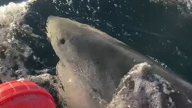 Contender, the 14-foot, 1600 pound great white shark on the day he was tagged by OCEARCH in January 2025.