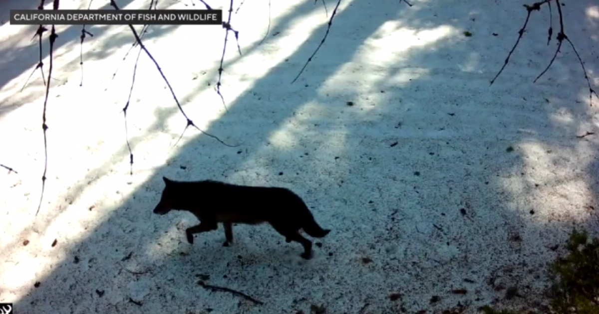 Wolf visits Los Angeles County for first time in 100 years, California wildlife officials say