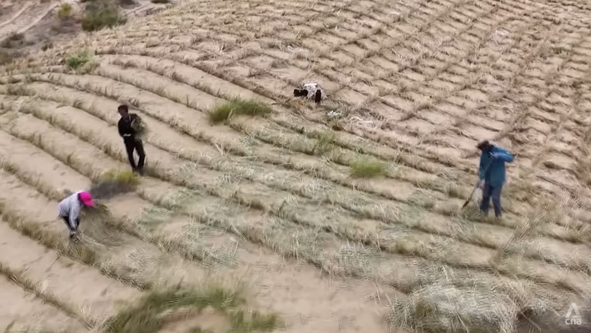 Growing fruits on desert lands? Inside China’s decades-long fight against desertification