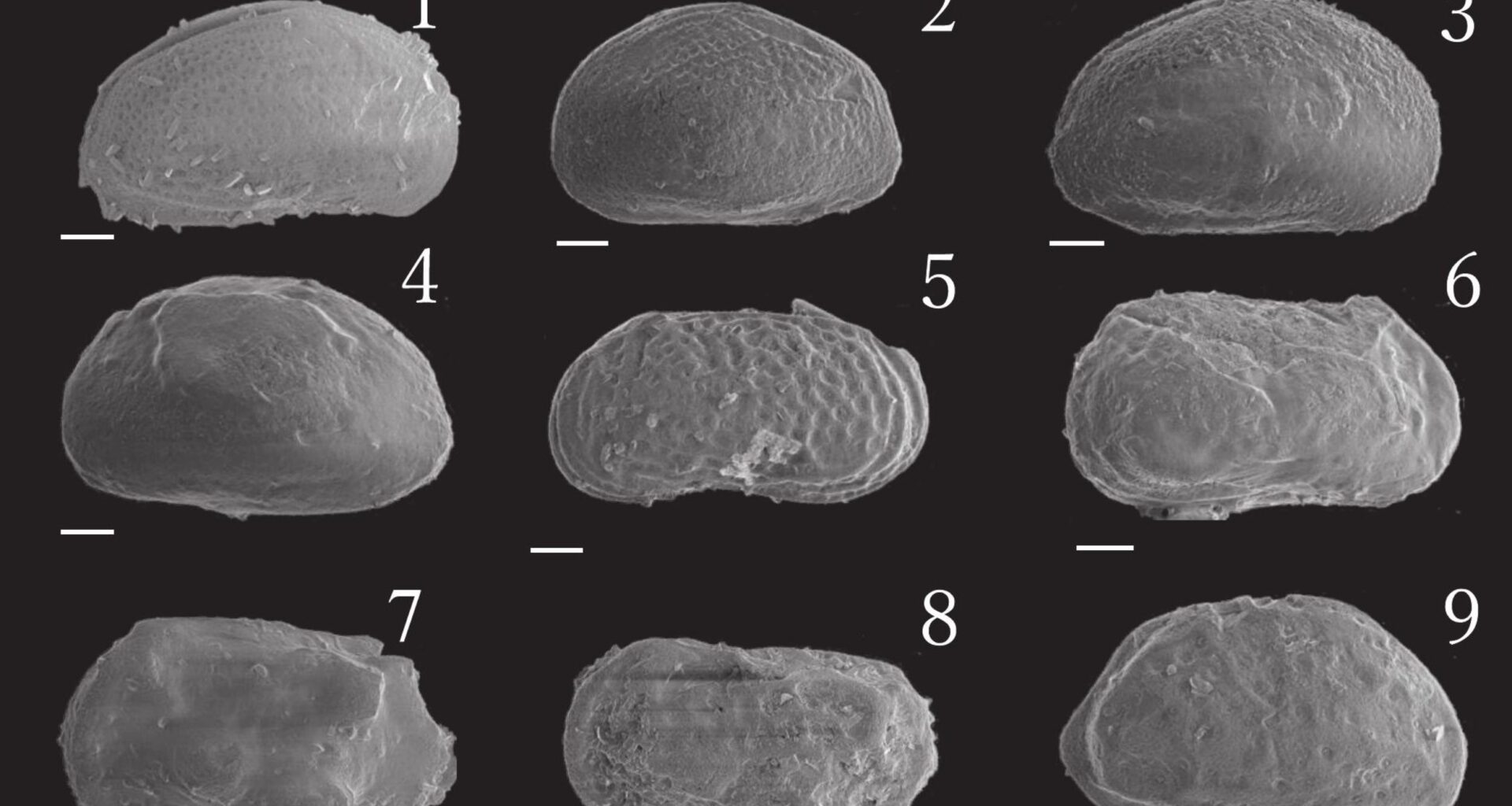 Seed-sized creature reveals how oceans moved 5 million years ago