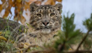 Six ‘snow leopards’ to watch for in the decade ahead