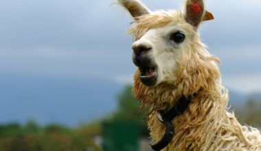 Three AI engines walk into a bar in single file... • The Register