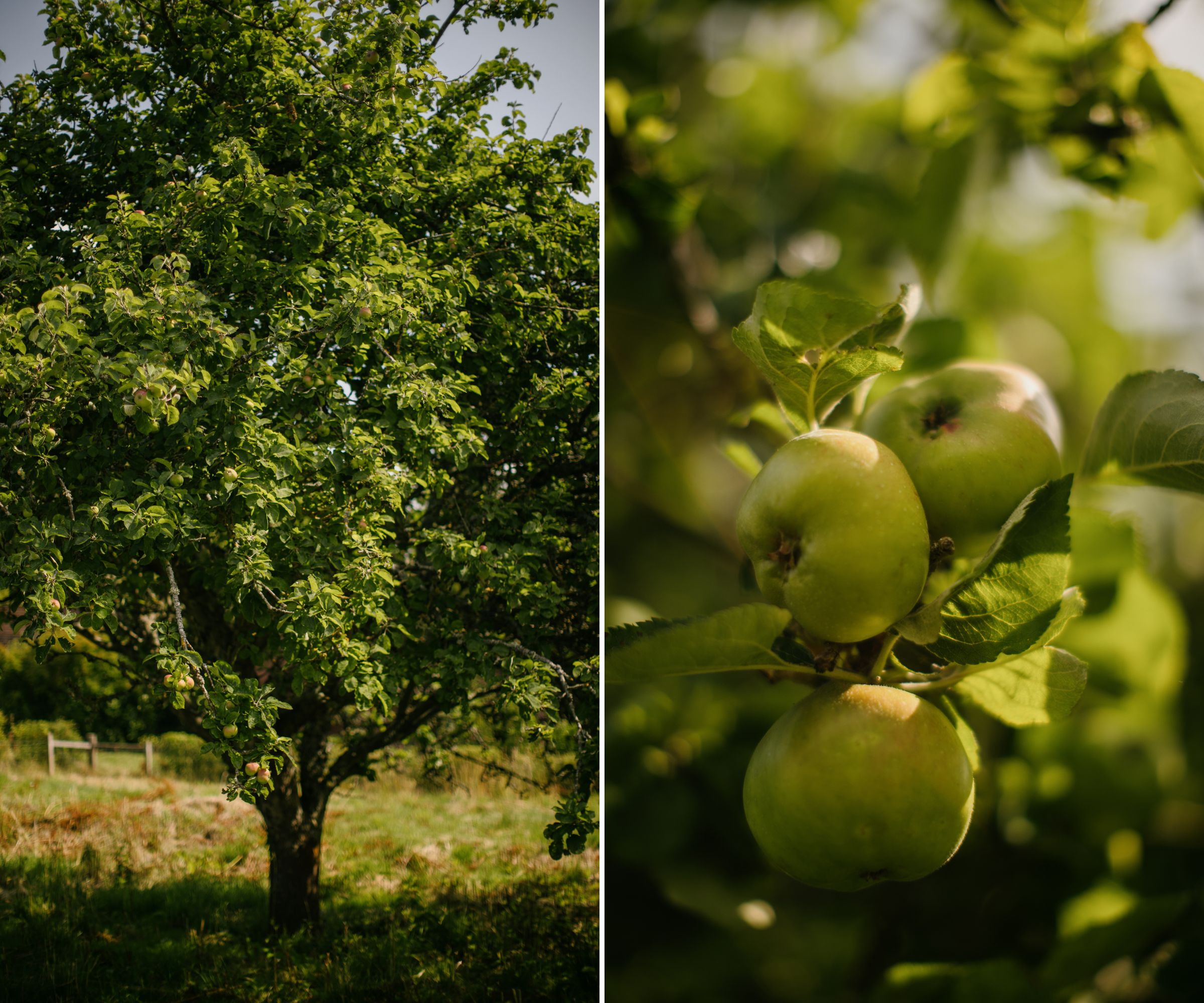 Apple trees in the orchard within the Dalmeny Walled Garden