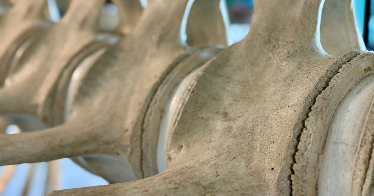 Working with Code Assistants: The Skeleton Architecture