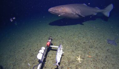 Shark discovered in Antarctic waters has survival superpowers