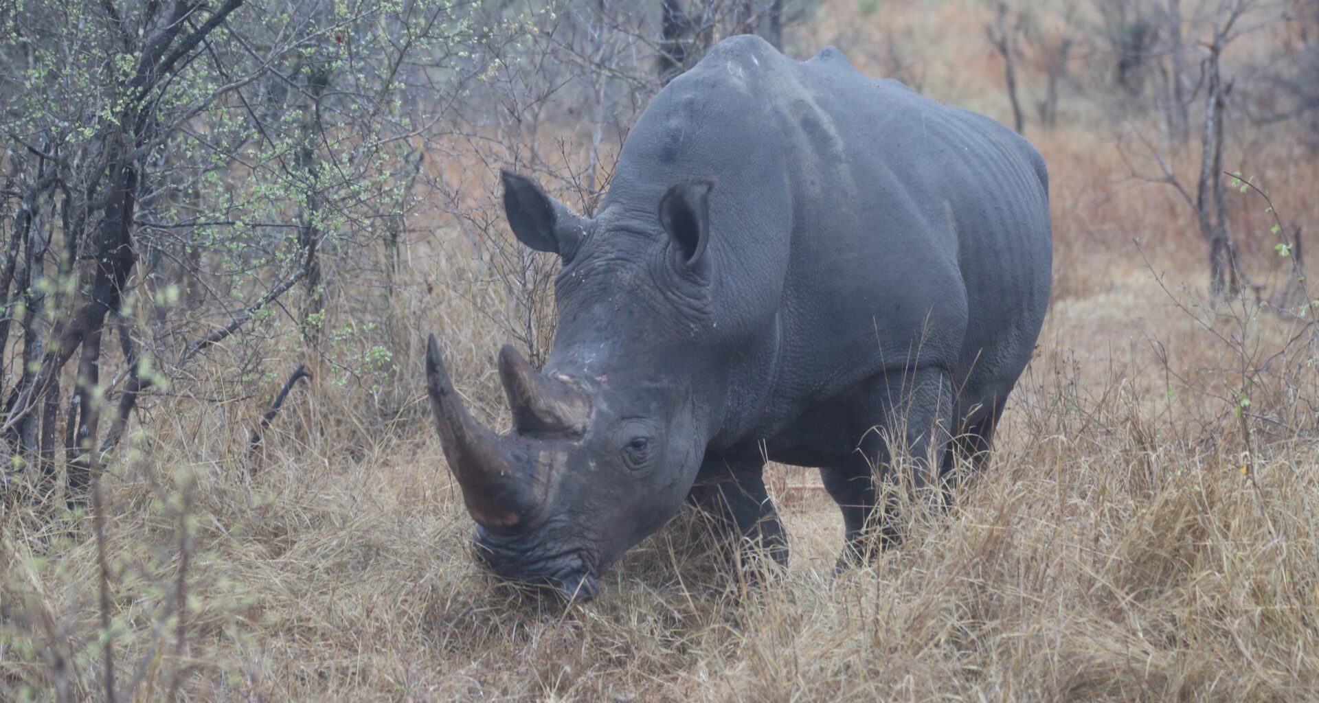 'Ridiculous' plan developed at Florida zoo saves wild rhino's eyesight in Africa