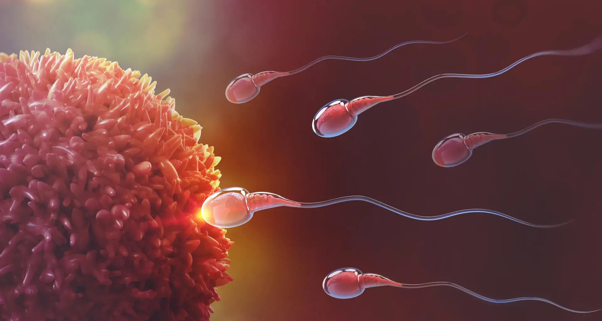 This breakthrough could finally unlock male birth control