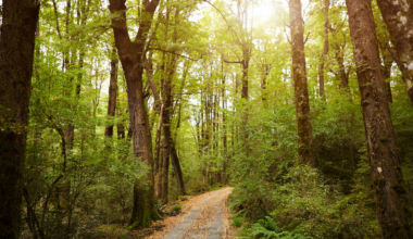 Planting Hope: How Your Walk Helps Grow a Greener Future