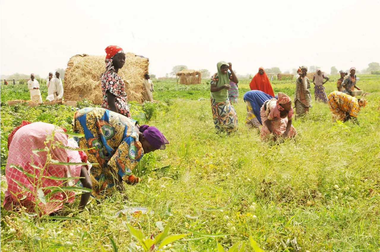 The True Face of Nigerian Agriculture: From Grassroots to Transformation