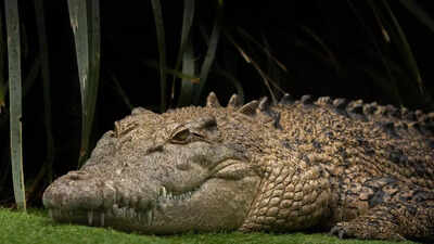 This 215-million-year-old ‘crocodile’ ran on land instead of swimming