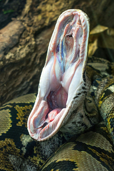this-shot-of-a-generic-reticulated-python-yawning-gives-some-idea-of-just-how-wide-they-can-open-their-jaws