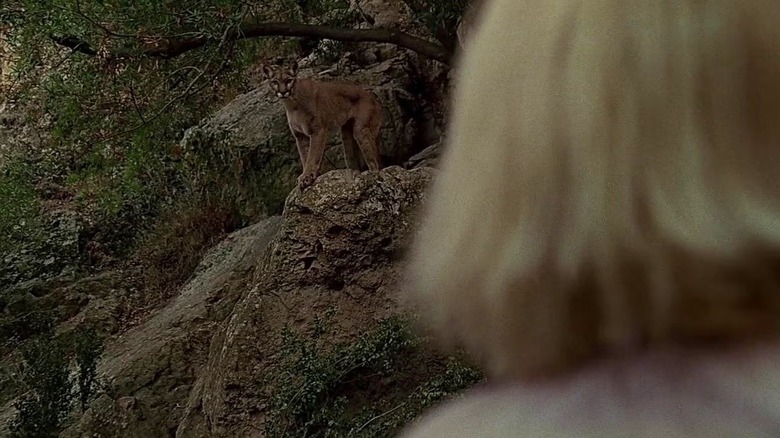 A cougar observing Kim on 