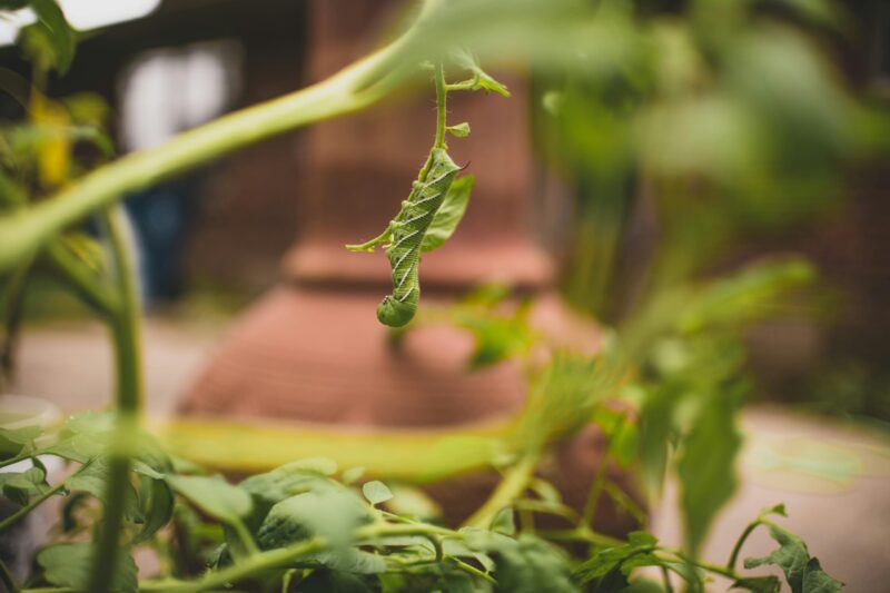 A long, green insect with white lines and dark spots hanging from a stem.