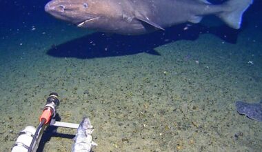 Surprise shark caught on camera for first time in Antarctica’s near-freezing deep