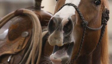 A horse's neigh may be unique in the animal kingdom. Now scientists know how they do it