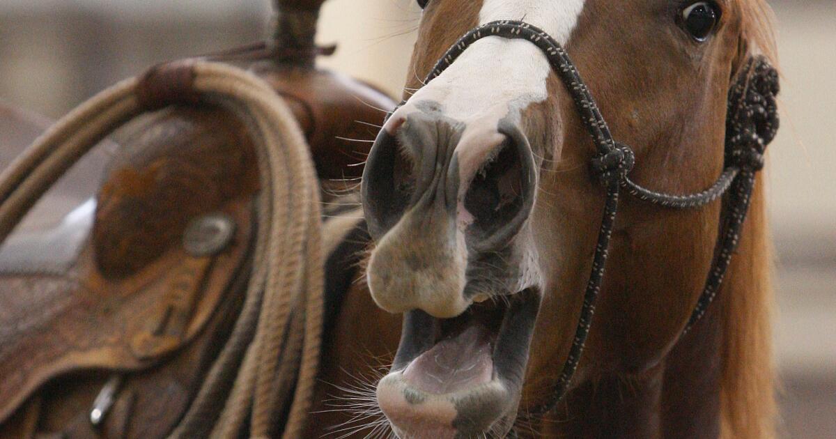 A horse's neigh may be unique in the animal kingdom. Now scientists know how they do it