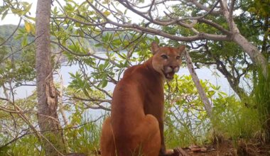 Puma Sits for the Camera on a Pacific Cliff in Rare Costa Rica Footage : The Tico Times | Costa Rica News | Travel