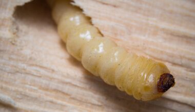 Scientists create glowing wax moths to study infections