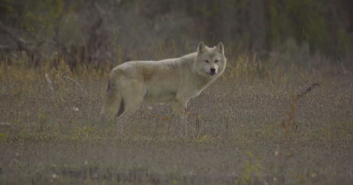 B.C. First Nation opposes cull on its territory after footage of ‘Judas’ wolf