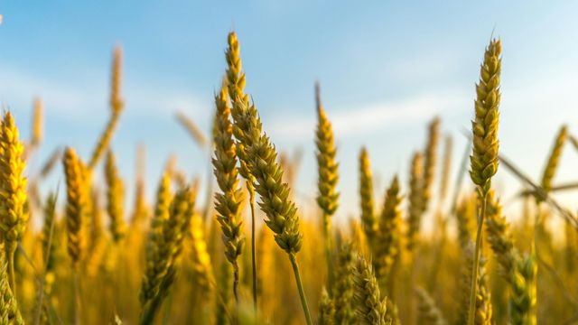 Plant Hormone Therapy Boost Global Food Security
