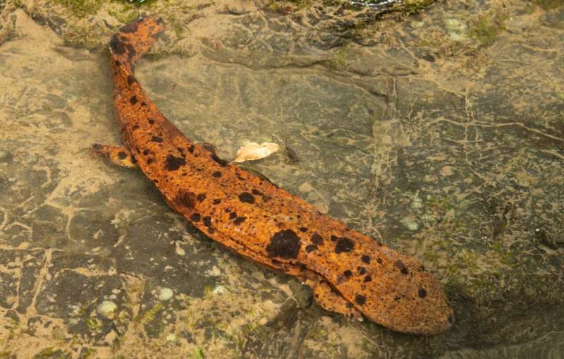 When Gigantism Shapes