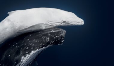 A rare white humpback whale baby is nudged upward by its mother underwater