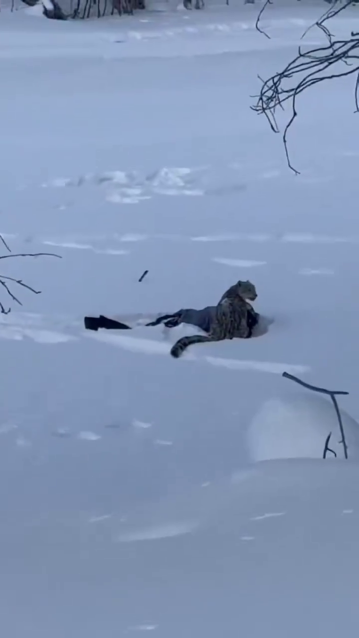 woman snow leopard selfie attack