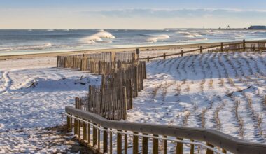 In Cape May, New Jersey, the situation for woodcocks has turned catastrophic this winter.