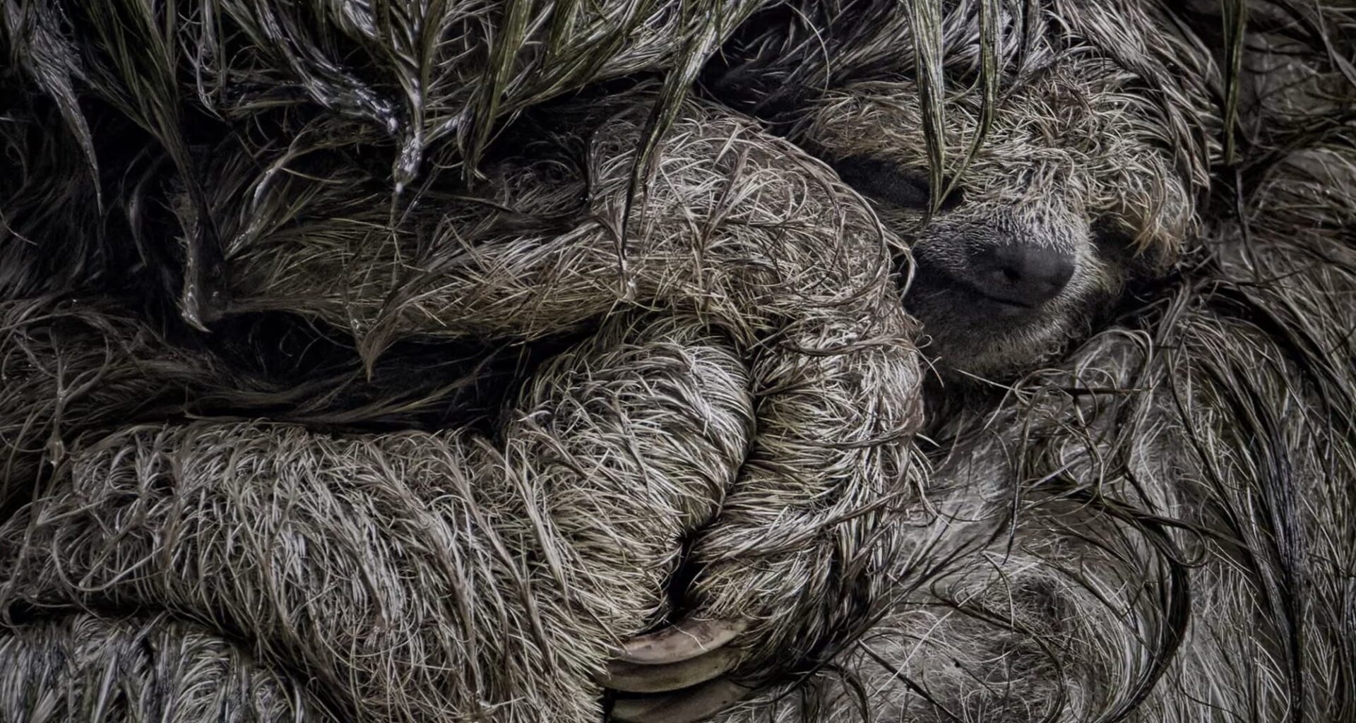 A brown-throated three-toed sloth cradles her young in her arms to shelter it from the rain.