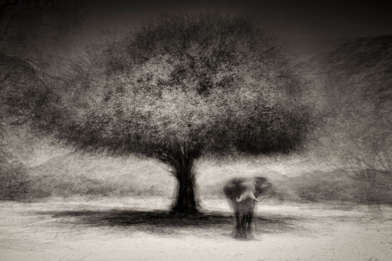 A black-and-white, dreamlike image of a large tree with dense foliage, casting a shadow on the ground. A blurry elephant stands beneath the tree, creating a surreal, ethereal atmosphere.