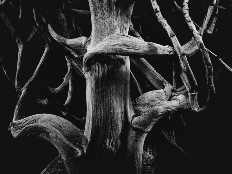 Close-up black and white photo of twisted tree branches and textured trunk, with dramatic shadows and highlights creating an abstract, intricate pattern against a dark background.