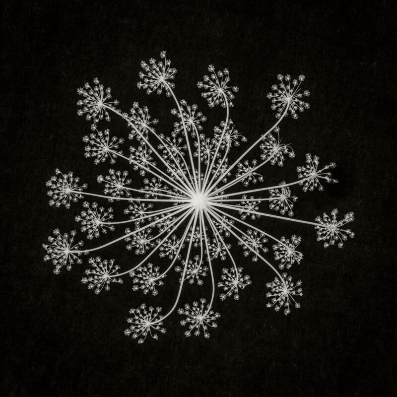 Black and white image of a delicate, radial plant structure with many thin stems branching symmetrically from a central point, each ending in clusters of tiny flowers or seeds, set against a dark background.