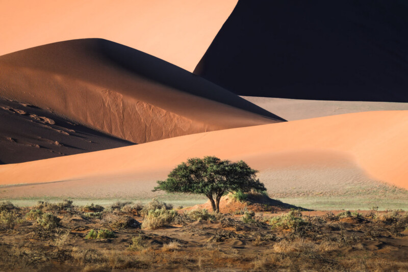 A lone tree stands in front of vast, curving sand dunes under sunlight, with layers of shadows and orange hues in a desert landscape. Sparse vegetation covers the foreground.