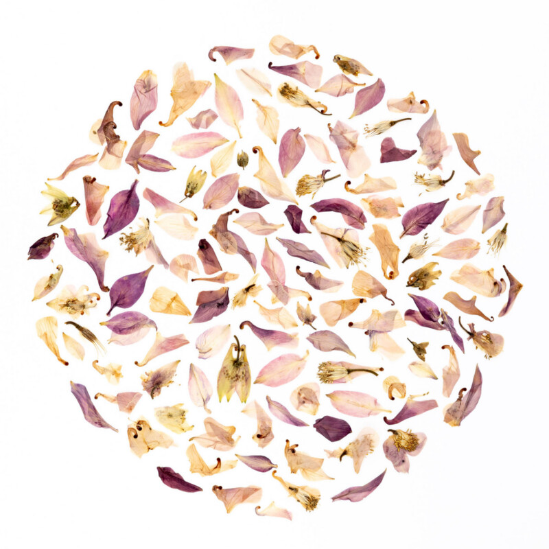 A variety of dried flower petals and stamens in shades of pink, purple, and beige are arranged in a neat circle on a white background.